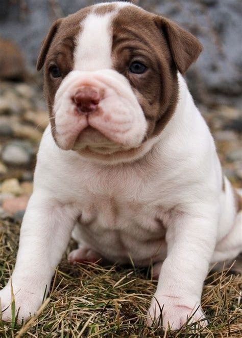  Questions about Bulldog puppies for sale in Seattle WA? We have answers