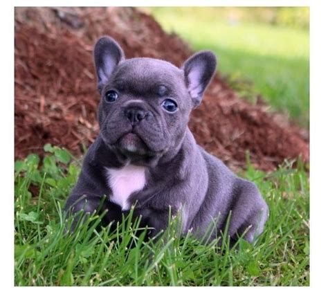  Questions about French Bulldog puppies for sale in Connecticut? We have answers