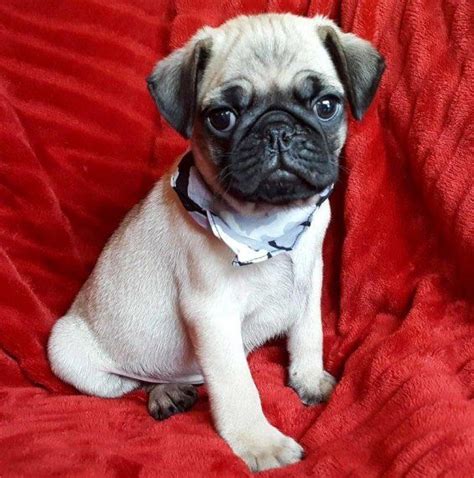  Questions about Pug puppies for sale in Houston TX? We have answers