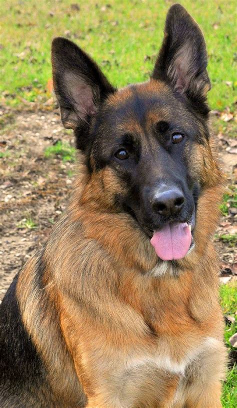  Questions to Ask Ask for References from Your German Shepherd Breeder in Vermont A good breeder will provide you with references for people who have purchased their puppies