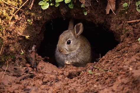  Rabbits dig holes for shelter and protection from predators