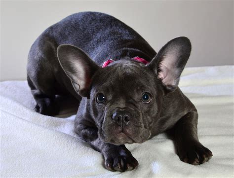  Raisers crossbreed the French Bulldog with an alternate, more modest canine variety to accomplish the little Frenchie look