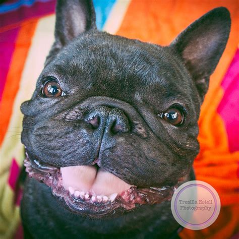  Raising the French Bulldog breed comes with a special set of challenges but those challenges can not contend with our love and dedication to the breed