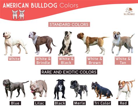  Rare American Bulldog Colors Blue: This coat color is a diluted form of black, resulting in a bluish-gray hue