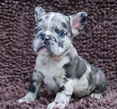  Rare French Bulldog colors With colors abundant, we are sure to offer the best quality French bulldog puppy for sale options anywhere