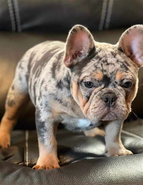 Rare colors like lilac, blue, chocolate and merle are often lacking in good looks—but not Poetic french bulldogs
