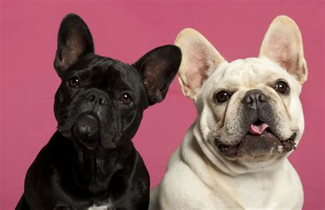  Rarest Colors and color combinations Intelligence Trainability French bulldog prices Frenchies for sale can be found in all shapes, sizes and colors