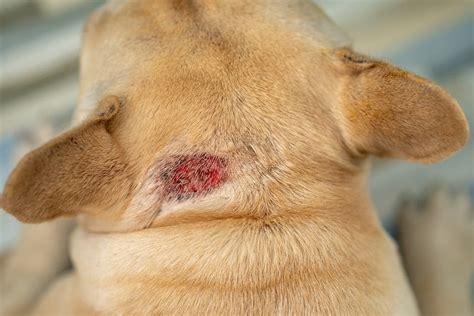  Rashes can also have bumps or scabs and ooze if the dog is scratching them enough