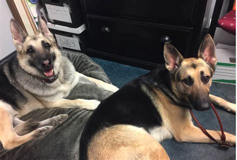  Rated 5 out of 5 Linda Pietroski verified owner — December 15, My German Shepherd has hip issues and a once a day dose of your mg full spectrum hemp oil has made it easier for her on a daily bases…