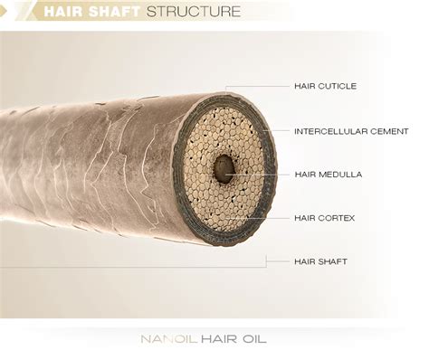  Rather, the part of the hair that is tested is inside of the exterior casing