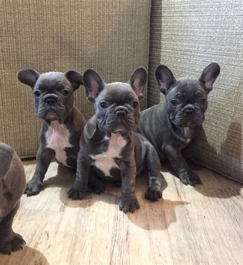  Rather, the price of each Philadelphia French Bulldog for sale on Uptown reflects the time, energy, and love that have gone into their breeding