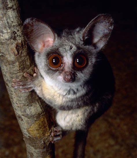  Ratters were small in size and had large erect ears similar to a bat