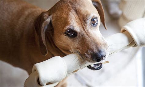  Rawhide bones are also not recommended for puppies below eight months old, as they tend to break off small pieces inside the mouth that could cause choking risks