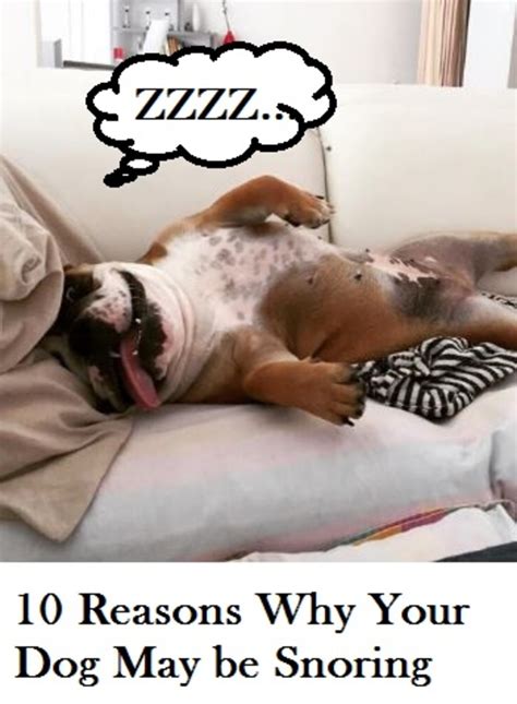  Re-position your dog if he starts snoring
