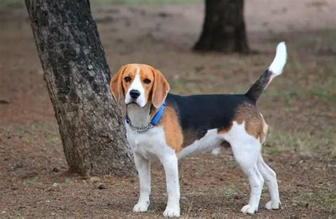  Read More Activity Level The Beagle is an active dog that requires lots of daily exercise to keep its energy level at bay