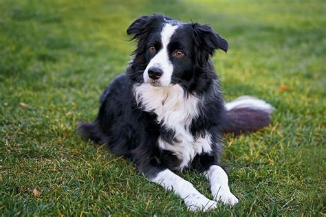  Read More Grooming Border Collies should be brushed at least 1 to 2 times a week to keep its coat healthy and free of matting