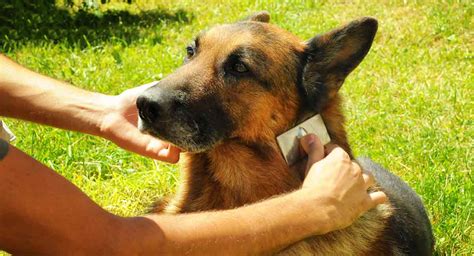  Read More Grooming German Shepherds should be brushed every few days to collect and remove loose fur