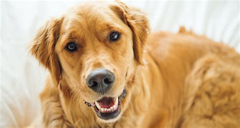  Read More Grooming Golden Retrievers should be brushed 1 or 2 times a week to keep loose fur and dander under control