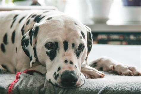  Read More Health Dalmatians can be prone to both unilateral and bilateral deafness, as well as kidney stones