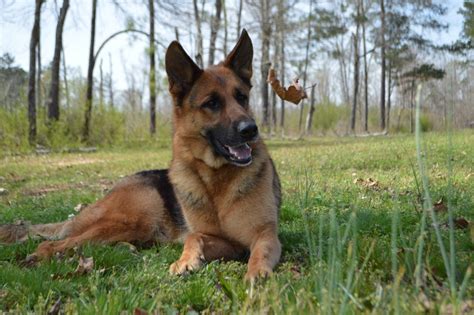 Read More Health German Shepherds tend to be healthy dogs