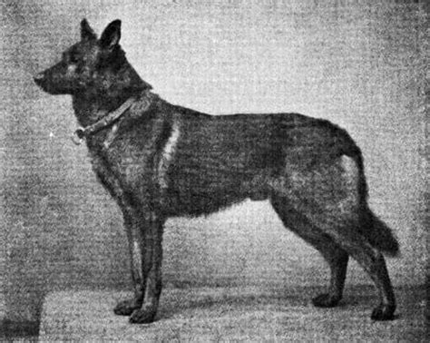  Read More History The German Shepherd was developed in Germany during the 19th century, primarily by one man: Captain Max von Stephanitz, whose goal was to create an exceptional German herding dog