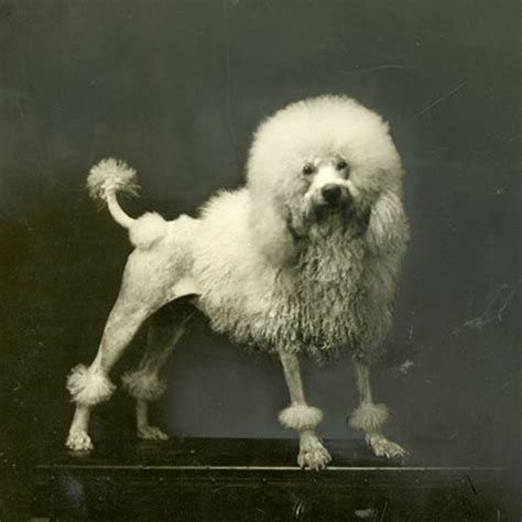  Read More History The Poodle is a breed with an extensive history and has been used for centuries to hunt waterfowl