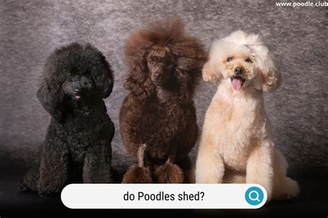  Read More Shedding The Poodle