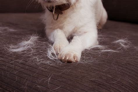  Read More Shedding Their short and dense coat will shed heavily year round, and their hair can be tough to remove from carpets and furniture if not dealt with quickly
