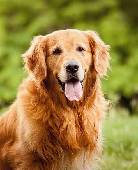  Read More Temperament The Golden Retriever is one of the most popular dog breeds with its sunny personality and quintessential appearance