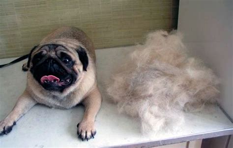  Read more: Shedding - Expect your Pug to shed a lot and be prepared by having the right tools