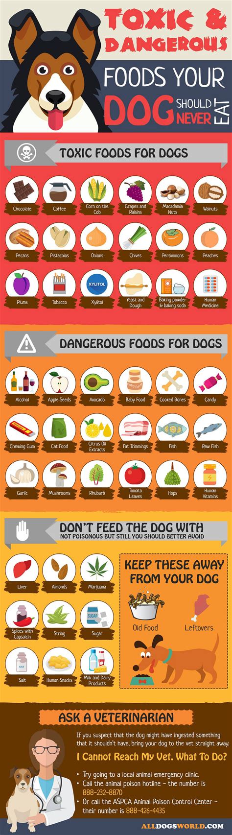  Read more Top 10 food and drink items harmful for dogs We explain the top 10 harmful food and drink items for dogs, and what to do if you think your dog has eaten one of them