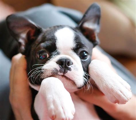  Read more about Boston Terriers here