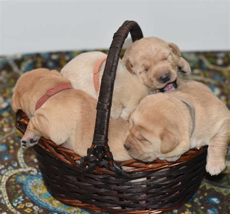  Read more about each below and click to the following links to read more on each, view current litters, past litters, pups for sale and more information on each