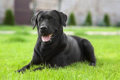  Read more about tall dog breeds and black dog breeds