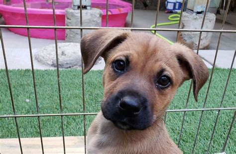  Read more about the pups that are currently up for adoption