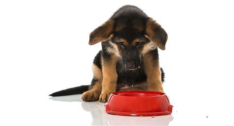  Read on to learn how much you should feed your German Shepherd puppy as they get older