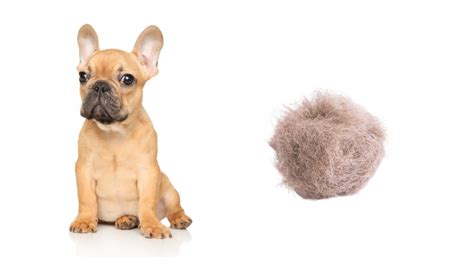  Read on to take a closer look at the different factors that can affect shedding in French bulldogs, how you can better manage it, and other common skin issues found in this dog breed