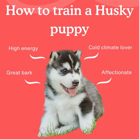  Read our complete Husky training guide to get an 8-week guide to training a Husky puppy