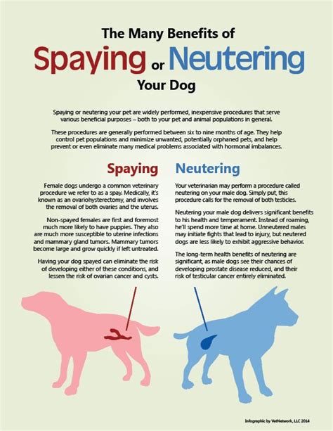  Read up on neutering before you take this important step, for dogs of either sex