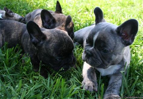  Real Estate Blue and blue carrier french bulldog puppies for sale