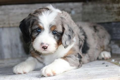  Recently, some breeders have presented a merle Bernedoodle which displays a marbled white and gray pattern on a black coat