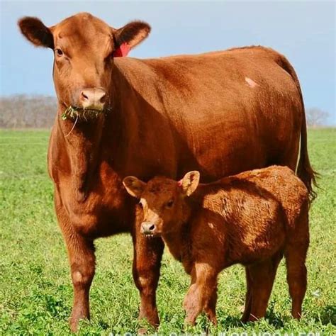  Red Angus cow with heifer calf