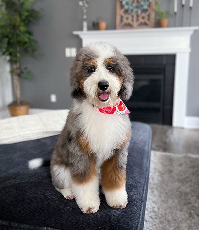  Red Barn Bernese is the best in Bernedoodle business! Beautiful, well cared for dogs and puppies