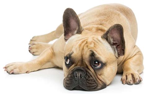  Red French Bulldogs have short, smooth coat that requires minimal grooming