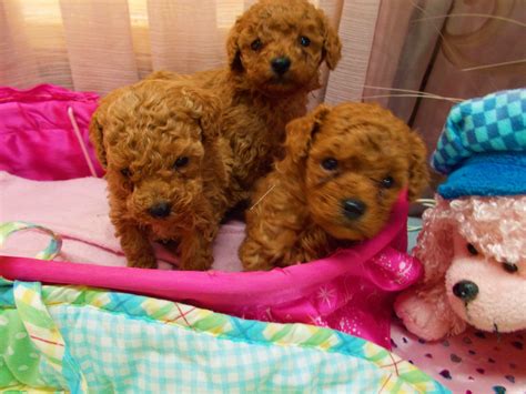  Red Teacup and Toy Poodle Pups now available, the adult weight of these pups will be between 4 to 6lbs