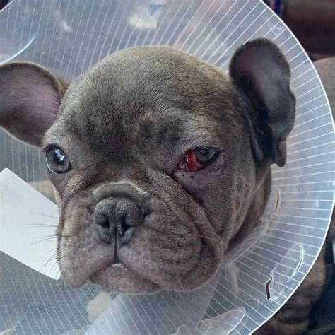  Red eyes in a Frenchie could be: