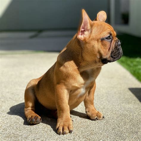  Red fawn Sable French Bulldog Red fawn is another way to describe the color we mentioned earlier