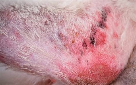  Red skin, fur loss, and frequent skin and ear infections are other signs of allergies in dogs