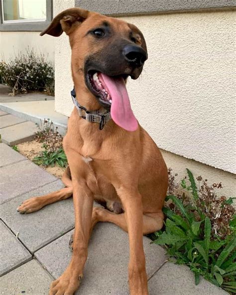  Reduce risks of common medical problems like dysplasia and infection by giving your Rhodesian Ridgeback German Shepherd mix a proper diet, vaccines, and plenty of exercise