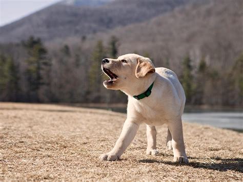  Reduces Anxiety If your dog barks excessively without any noticeable reason or constantly displays aggression and restless, they may be suffering from anxiety